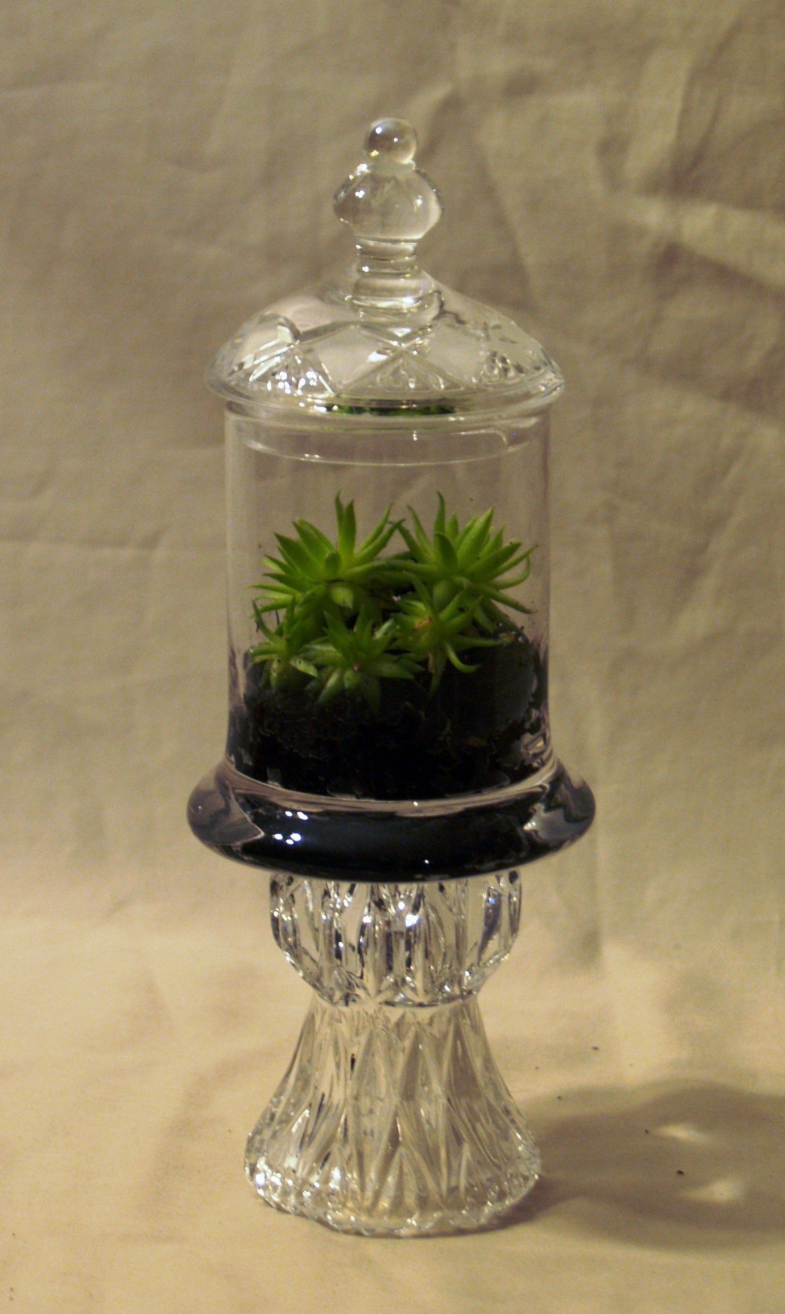 Containers & Terrariums gallery image