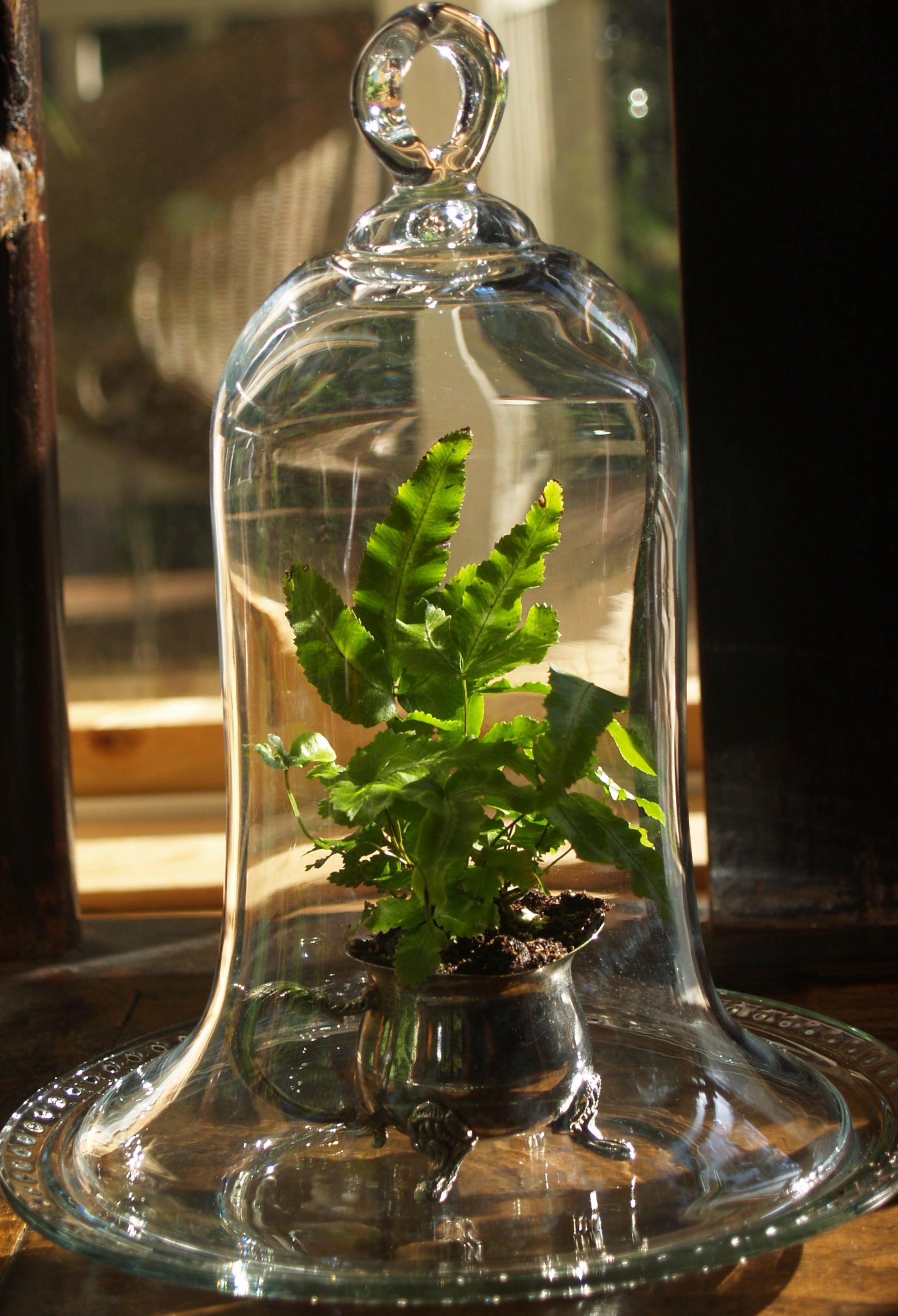 Containers & Terrariums gallery image